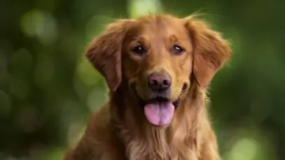 Cão Joca