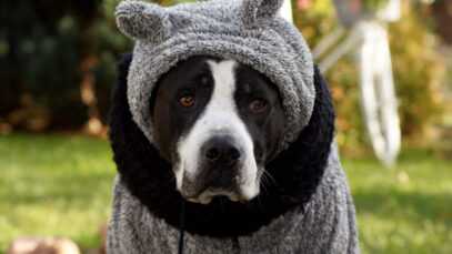 Cachorro protegido