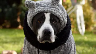 Cachorro protegido