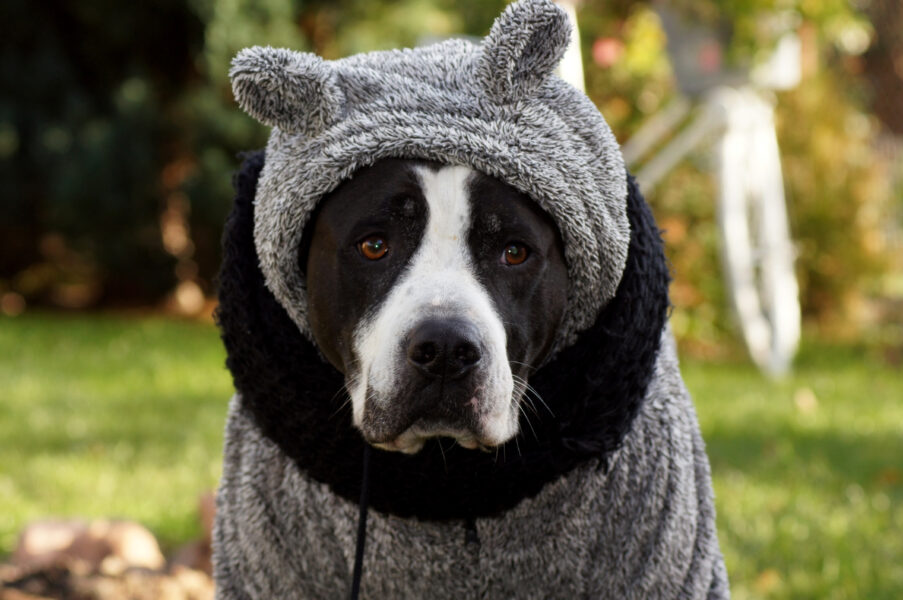 Cachorro protegido