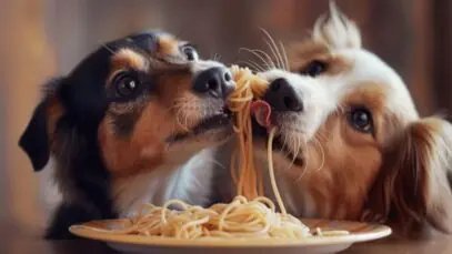 comidas
