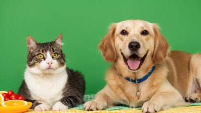 leishmaniose em pets leishmaniose em pets