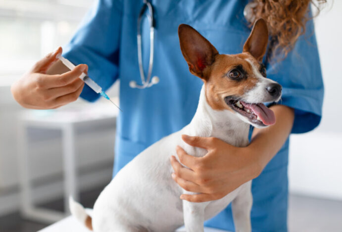 vacinação em pets