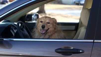 sozinhos no carro sozinhos no carro