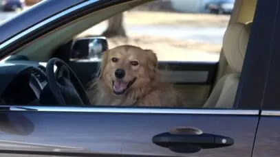 sozinhos no carro