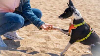 Parceria estimula acesso a serviço de adestramento de cães