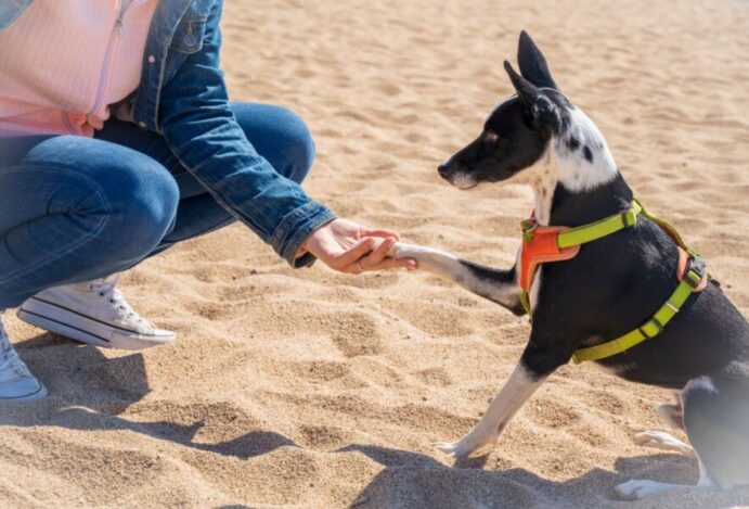 ADESTRAMENTO DE CÃES,