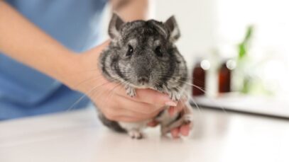 Chinchila está doente