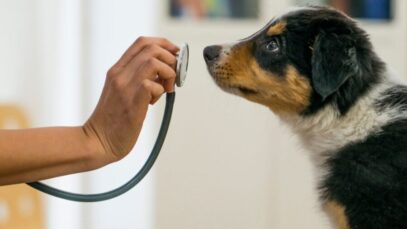 doenças cardíacas mais comuns em pets