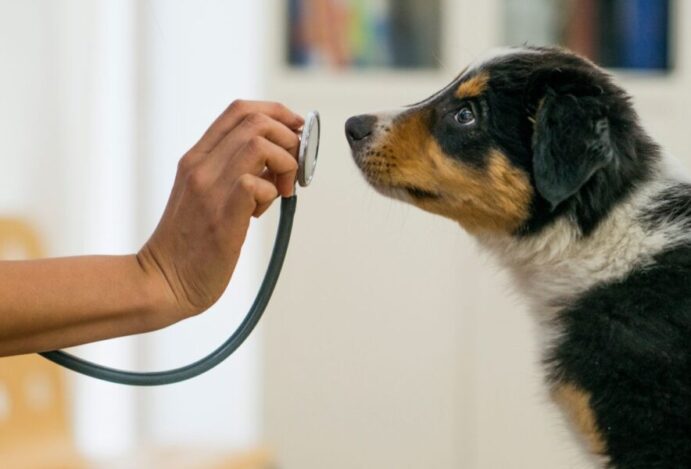 doenças cardíacas mais comuns em pets