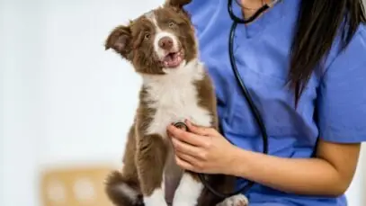 veterinário