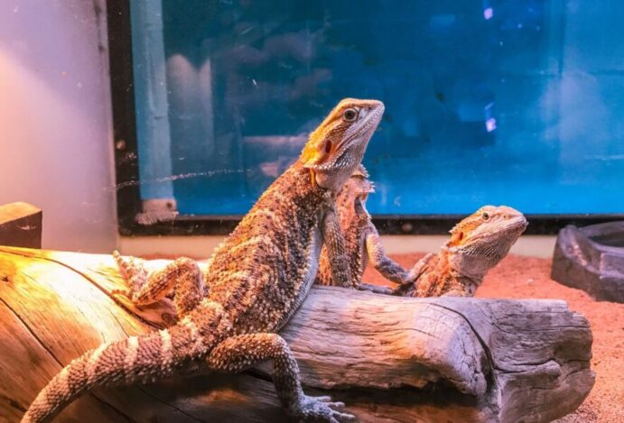 Dia Mundial do Lagarto