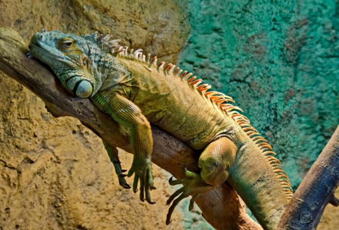 iguana