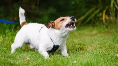 cão late muito