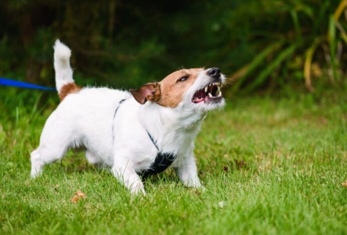 cão late muito