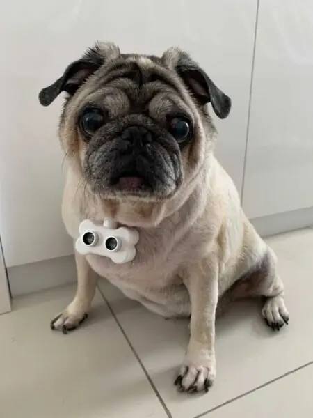 PRODUTOS PARA CÃES CEGOS
