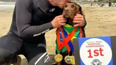 surfe para cães