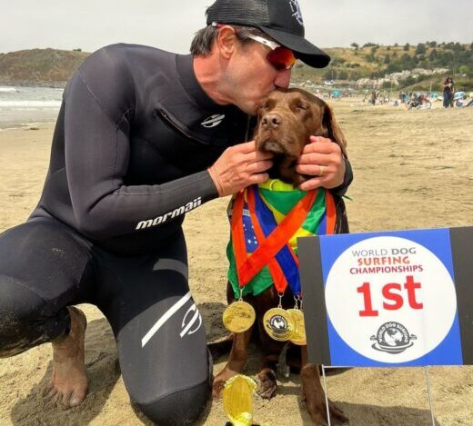 surfe para cães