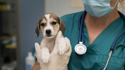 close-up-veterinarian-taking-care-dog (1) SETOR DE SAÚDE ANIMAL