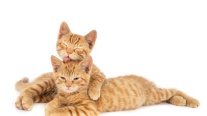 curiosidades sobre os felinos