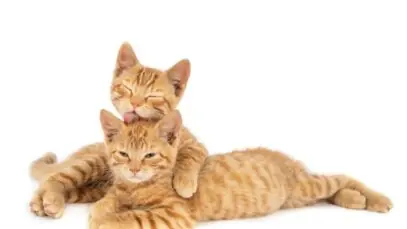 curiosidades sobre os felinos
