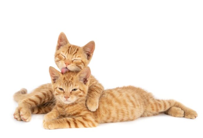curiosidades sobre os felinos