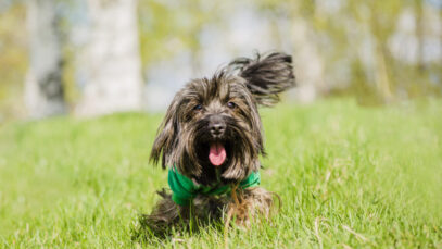 correr com o pet correr com o pet