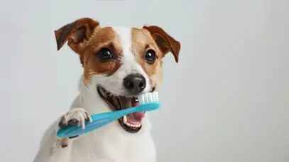 dentes do pet