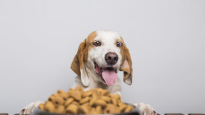 Hungry white and brown dog with big ears and brown eyes ready to eat a bowl full of food FATURAMENTO DO MERCADO PET