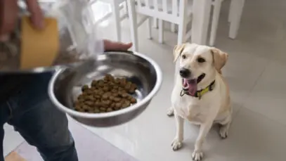 transição alimentar