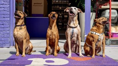 pets sem raça definida pets sem raça definida