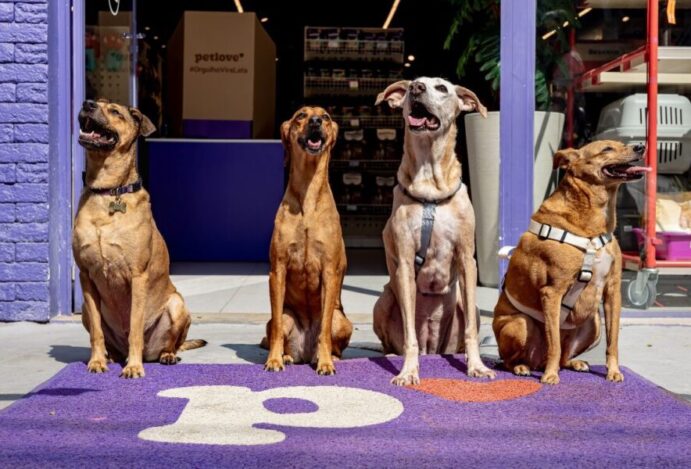 pets sem raça definida