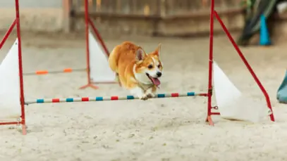 pet atleta