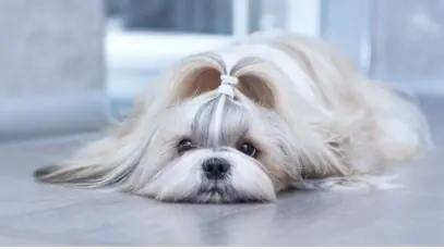Por que shih tzu come cocô?