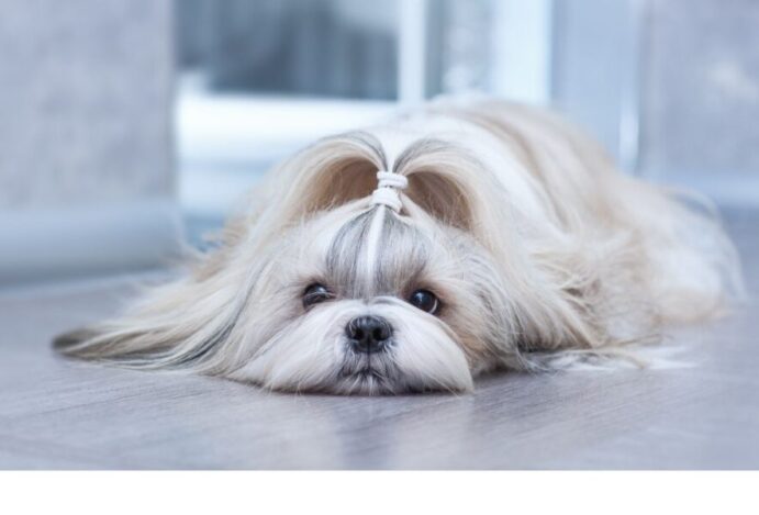 shih tzu come cocô