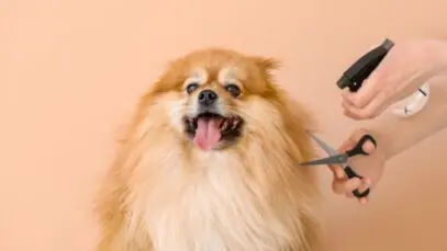 Petlove