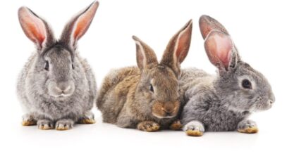 dia internacional do coelho