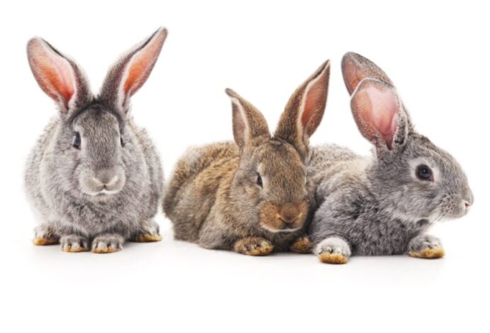 dia internacional do coelho
