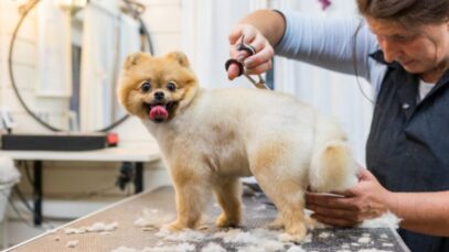 groomers