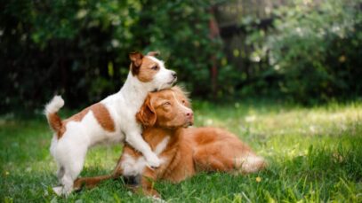 raças de cães