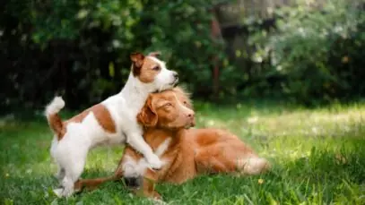 raças de cães