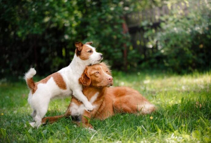 raças de cães