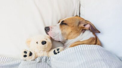 raças de cachorros
