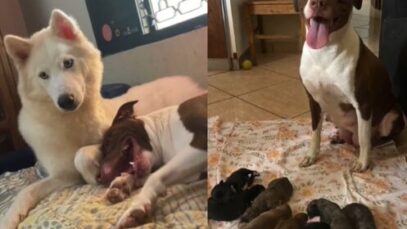 husky e pitbull