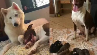 husky e pitbull