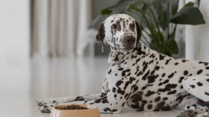 INDÚSTRIA DE PET FOOD