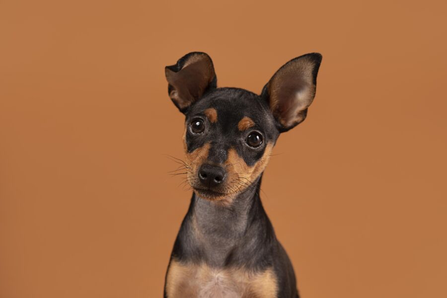 Conheça as raças de cães que latem muito 1 latem muito