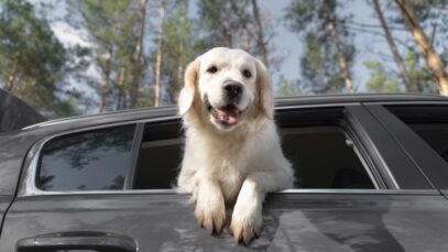 low-angle-happy-dog-car cachorro no carro