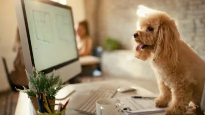 STARTUPS DE PET TECH