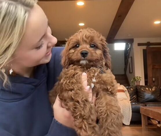 Raça canina | Foto: Reprodução TikTok: @darcyeallen